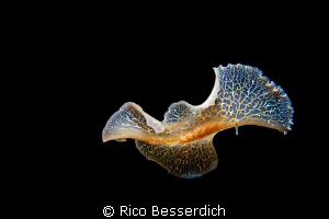 Flying Flatworm ( Nightdive ) by Rico Besserdich 